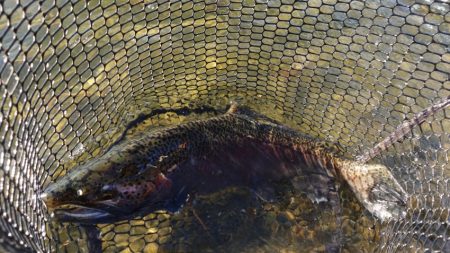 フィッシングレイクたかみや 釣果