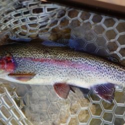 フィッシングレイクたかみや 釣果