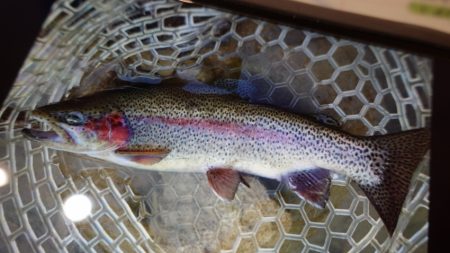 フィッシングレイクたかみや 釣果