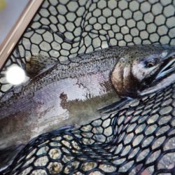 フィッシングレイクたかみや 釣果