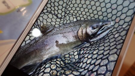 フィッシングレイクたかみや 釣果