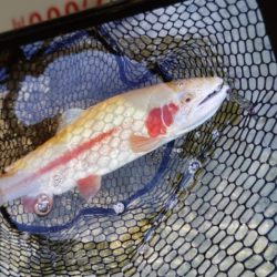 フィッシングレイクたかみや 釣果