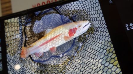 フィッシングレイクたかみや 釣果