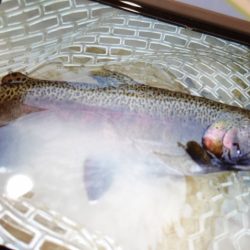 フィッシングレイクたかみや 釣果