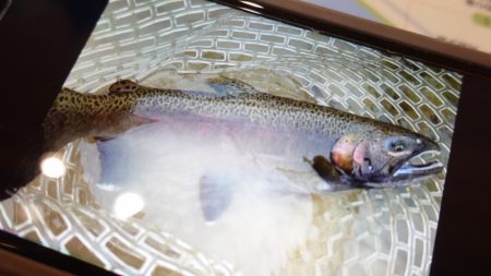 フィッシングレイクたかみや 釣果