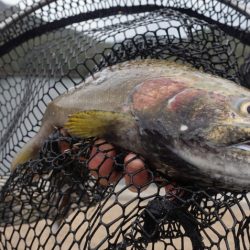 フィッシングレイクたかみや 釣果