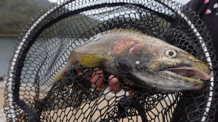 フィッシングレイクたかみや 釣果