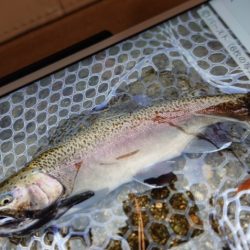 フィッシングレイクたかみや 釣果