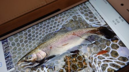 フィッシングレイクたかみや 釣果