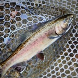 フィッシングレイクたかみや 釣果