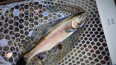 フィッシングレイクたかみや 釣果