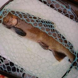 フィッシングレイクたかみや 釣果