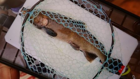 フィッシングレイクたかみや 釣果