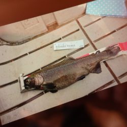 フィッシングレイクたかみや 釣果