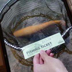 フィッシングレイクたかみや 釣果