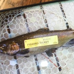 フィッシングレイクたかみや 釣果