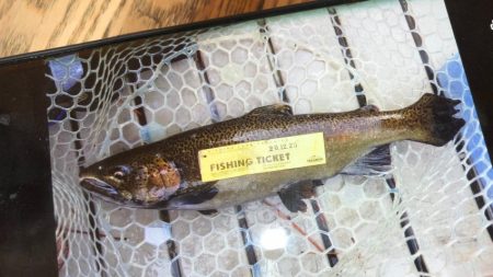 フィッシングレイクたかみや 釣果