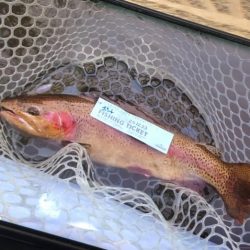 フィッシングレイクたかみや 釣果