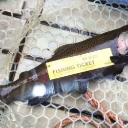 フィッシングレイクたかみや 釣果