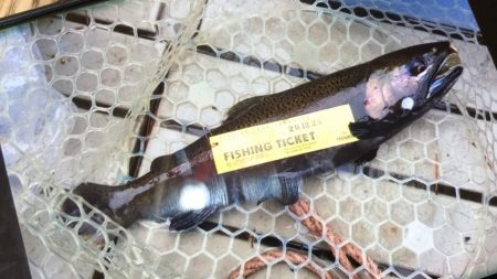 フィッシングレイクたかみや 釣果