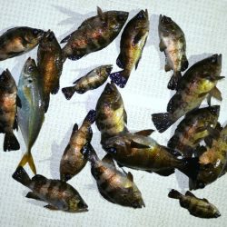 TOPGUN名古屋 釣果