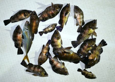 TOPGUN名古屋 釣果