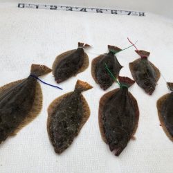 Magic（マジック） 釣果