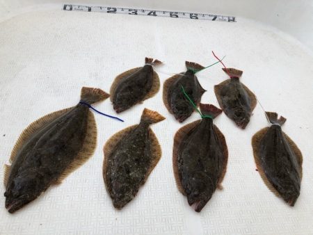 Magic（マジック） 釣果