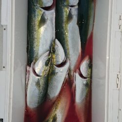 今年最後かな？