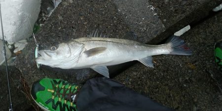 鱸を狙って狙い通り！！