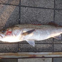 今年最後の？ショアジギング