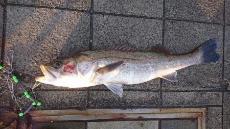 今年最後の？ショアジギング