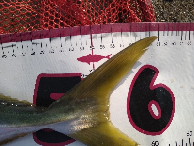 今年メジロ3本目!