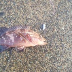 カサゴの穴釣り