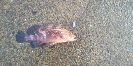 カサゴの穴釣り