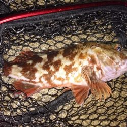 隣でタチウオ爆釣私はガシラ