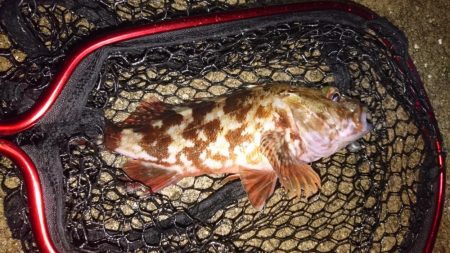 隣でタチウオ爆釣私はガシラ