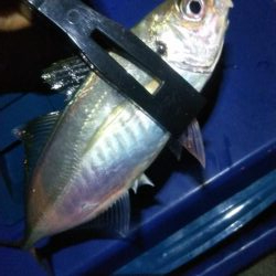 タチウオ1  アジ1  ガシラ4