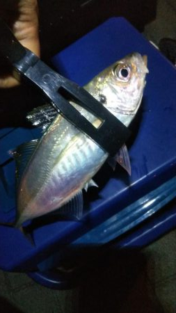 タチウオ1  アジ1  ガシラ4