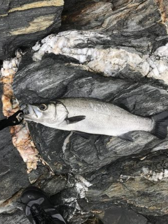 極寒びしょ濡れでヒラスズキ