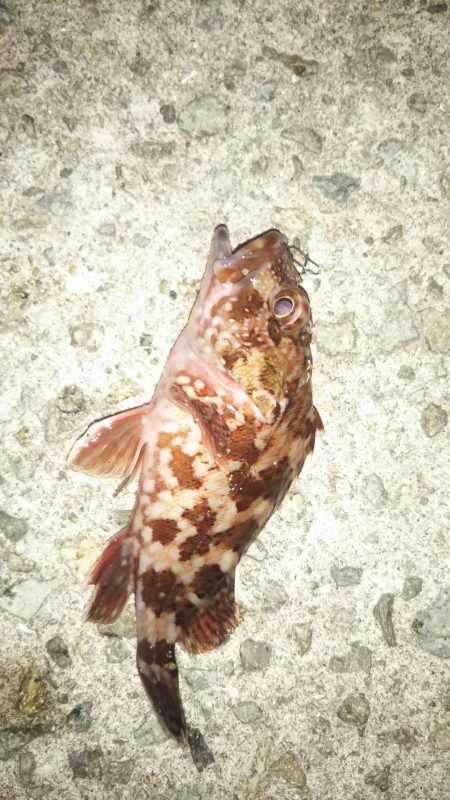 ライトゲームはじめました