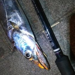 タチウオ(F4.5)×1