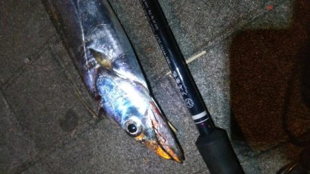 タチウオ(F4.5)×1