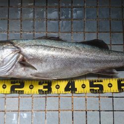 今年最後の？ショアジギング