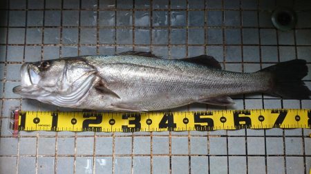 今年最後の？ショアジギング