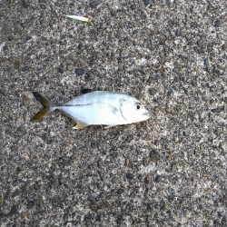 年内釣り納めにスーパーライトショアジギング