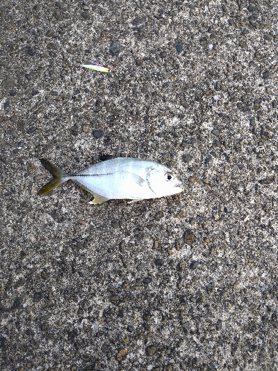 年内釣り納めにスーパーライトショアジギング