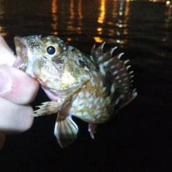 タチウオ1  アジ1  ガシラ4