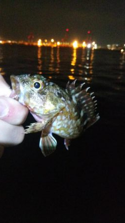 タチウオ1  アジ1  ガシラ4