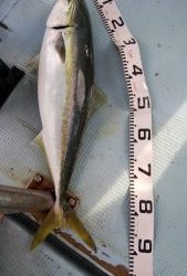 恵比寿丸（兵庫） 釣果